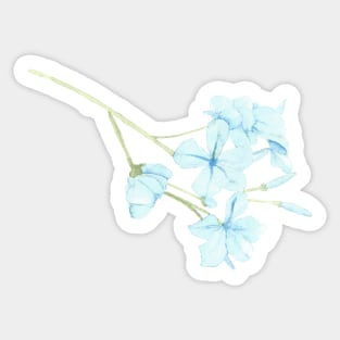 Blue Jasmine, botanical watercolor painting Sticker